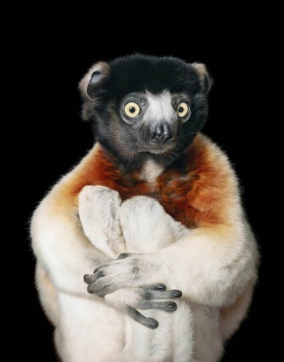 (c) Crowned Sifaka - Tim Flach